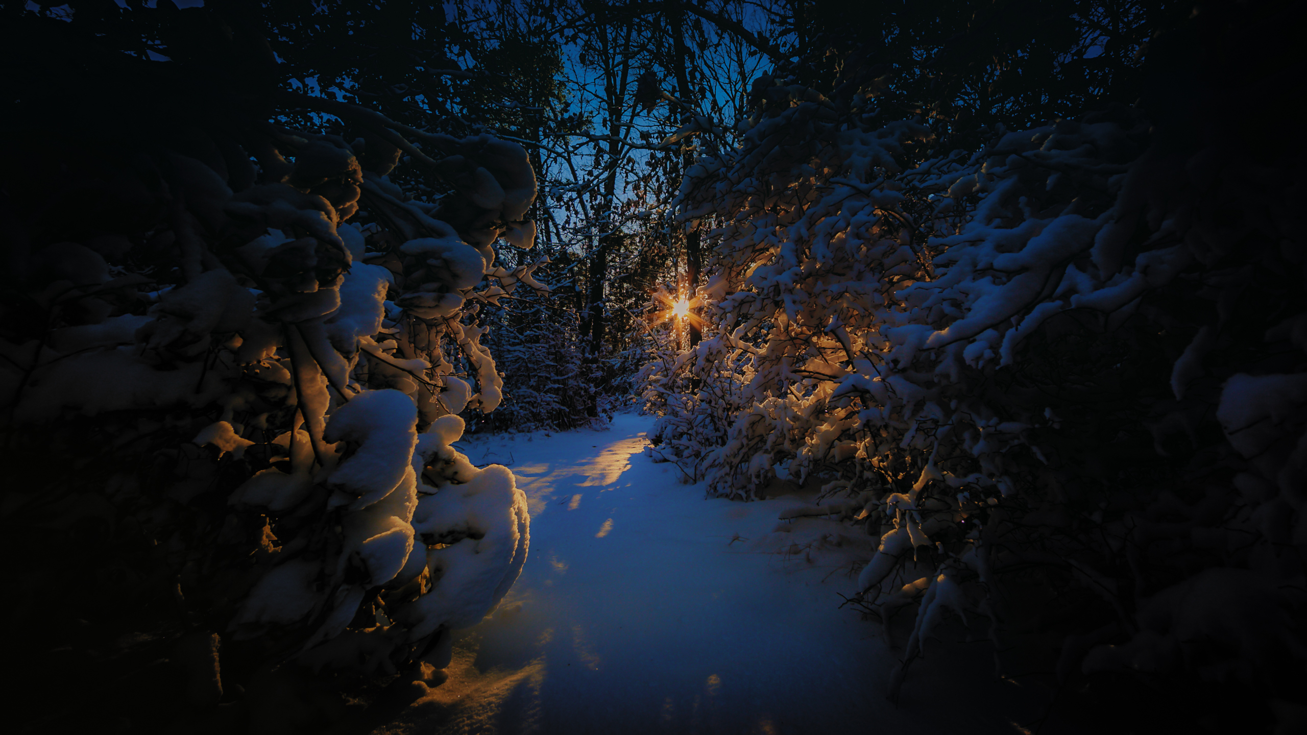 A photograph of late day sunlight pierces a snow covered wooded trail meandering through the thicket.