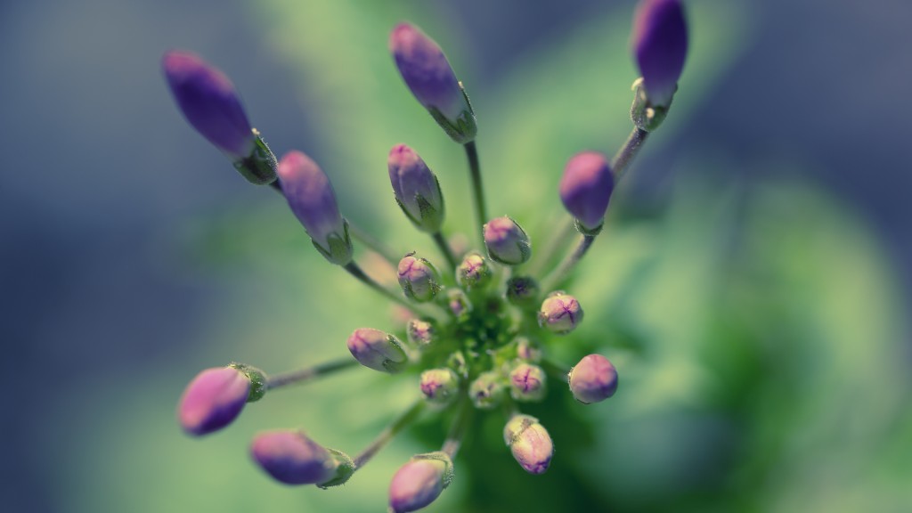 An overhead top down macro photograph of a cleome center just as the flower prepares to bud. The cross processed purple hues lend a calming effect to the imagery. 