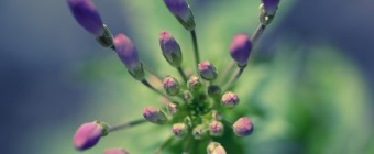 An overhead top down macro photograph of a cleome center just as the flower prepares to bud. The cross processed purple hues lend a calming effect to the imagery.