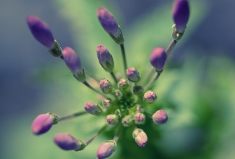 An overhead top down macro photograph of a cleome center just as the flower prepares to bud. The cross processed purple hues lend a calming effect to the imagery.