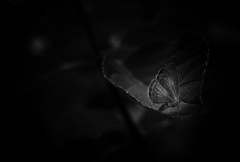 Low key black and white macro photography of a Small Blue butterfly resting on a hydrangea leaf