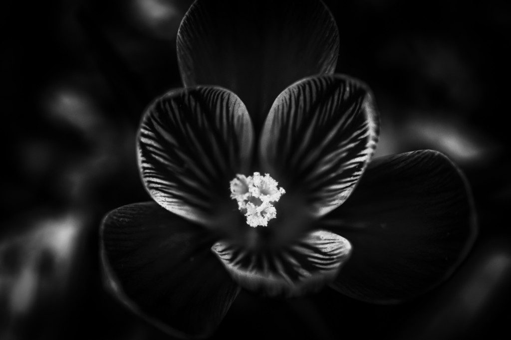 A low key black and white photograph of an early spring three petal flower. Stark contrast and a center focus on the pistils mark the picture.