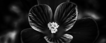 A low key black and white photograph of an early spring three petal flower. Stark contrast and a center focus on the pistils mark the picture.