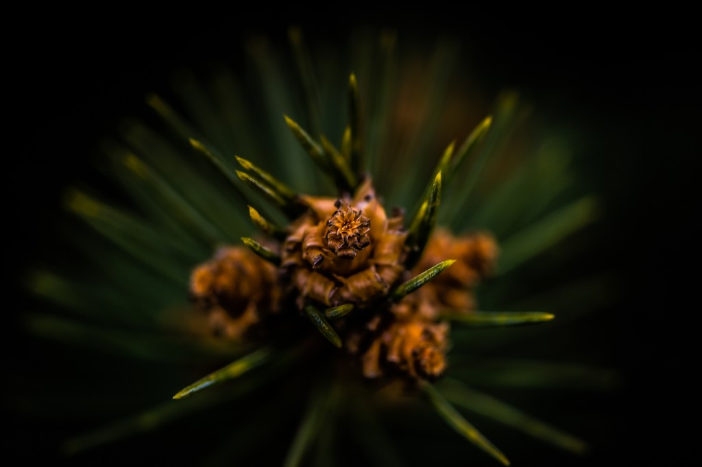 A low key macro photograph of the end tip of a pine branch. Tucked away within the pine needles, small brown nodes of new growth mark the focal point of this image.
