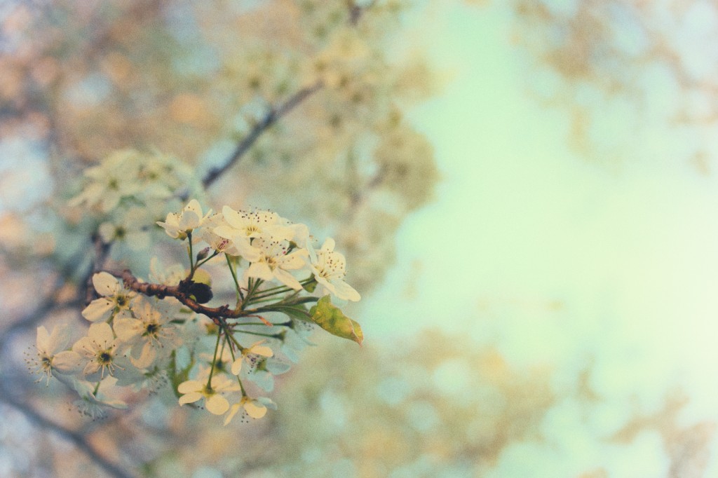 A high key photograph featuring a flowering callery pear tree in Spring. Warm pastel colors and a loose film grain give this photograph a soft whimsical feel.
