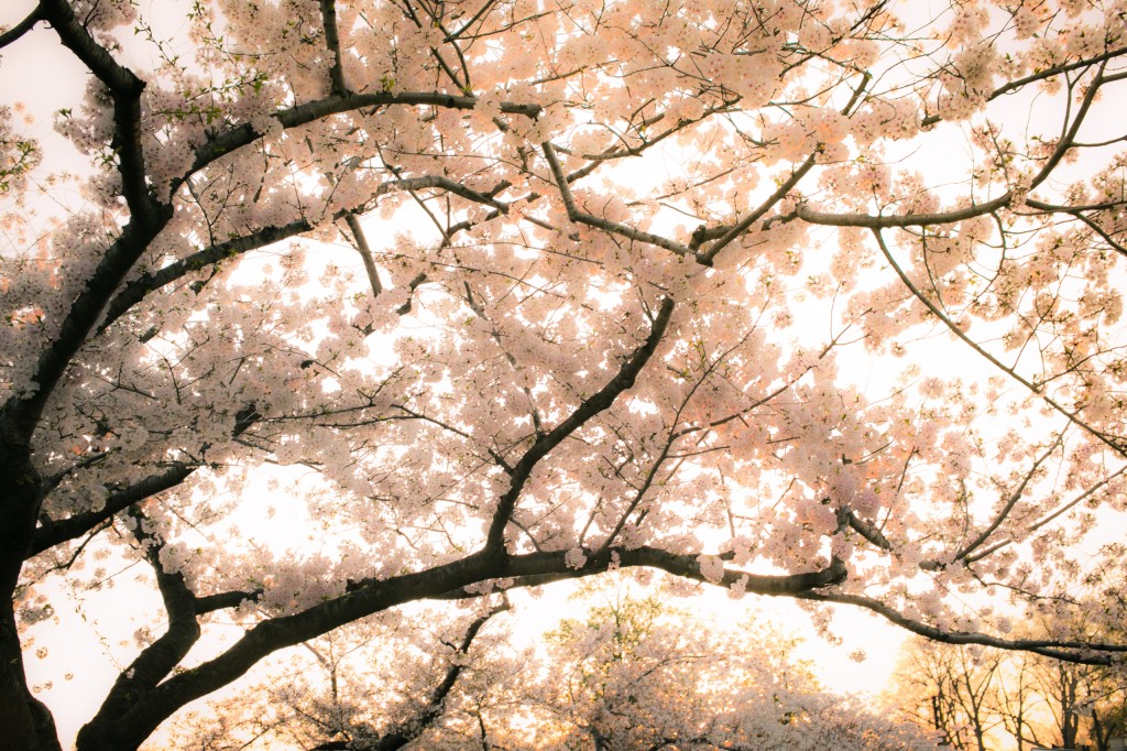 High key photograph of a Washington DC cherry blossom. The fresh blossoms were bathing in a rich golden light just before the sun began to set over the Tidal Basin.