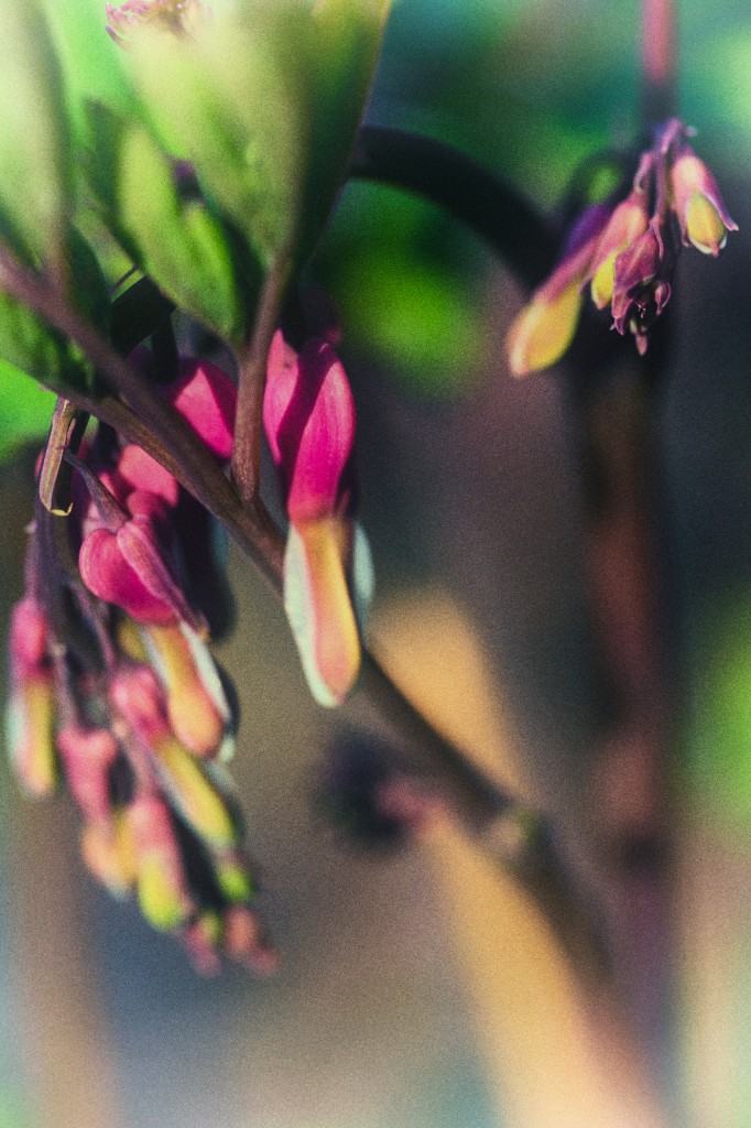 A macro photograph of freshly blooming pink bleeding hearts. Still small and bunched together, this photograph is processed with a fine art film grain.