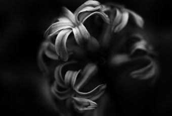 A low key black and white macro photograph of a lone Hyacinth flower. The shallow depth of field and stark contrast lend a strong mood to the picture.
