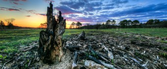 An HDR photograph take just after sunset from the Stafford Forge Wildlife Management Area. The foreground is marked by the charred remains of a lone tree stump. Fresh grasses begin to fill in the ashen remains.