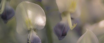 A macro photograph of a several wisteria blossoms. The diffuse processing lends a soft dreamlike mood to the picture.