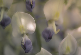 A macro photograph of a several wisteria blossoms. The diffuse processing lends a soft dreamlike mood to the picture.