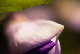 A cross processed, close cropped portrait orientation macro photograph of a single flowering wisteria bud.