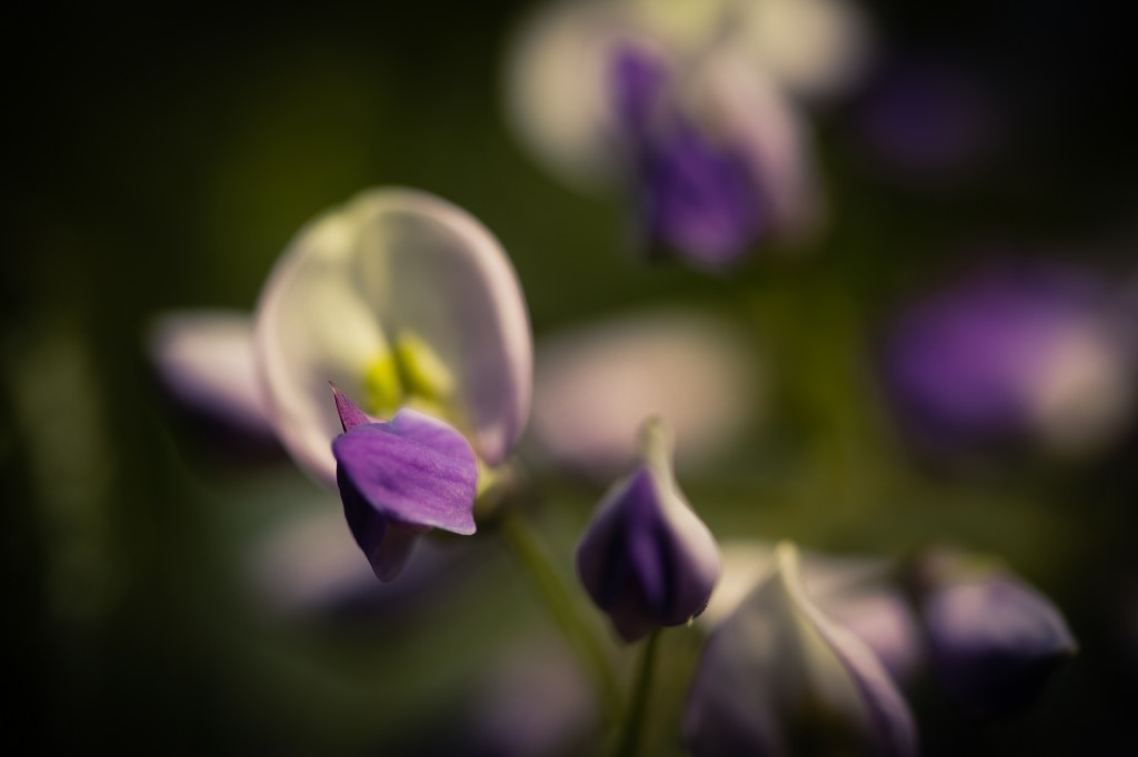 A macro photograph of a freshly bloomed wisteria flowering plant. The shallow depth of field and deep vignetting evoke a moody feel among the flowers.