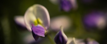 A macro photograph of a freshly bloomed wisteria flowering plant. The shallow depth of field and deep vignetting evoke a moody feel among the flowers.