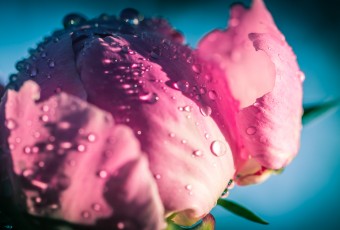 Macro photograph of a pink peony bud just about to bloom. Water droplets cover the blossom and adorn the petals as the ready to unfurl.