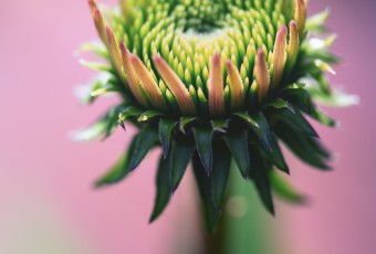 Infused with pink and purple pastels, this colorful macro echinacea (purple coneflower) photograph features an early blossom with young petals that have the look of a crown for some kind of floral coronation.