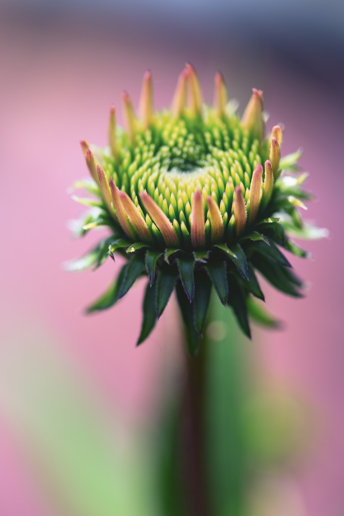 Infused with pink and purple pastels, this colorful macro echinacea (purple coneflower) photograph features an early blossom with young petals that have the look of a crown for some kind of floral coronation. 