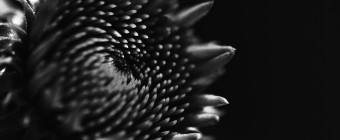 This time from a side perspective, a low key, fine art, black and white macro photograph of echinacea (purple coneflower) before its petals extend and progresses to bloom.