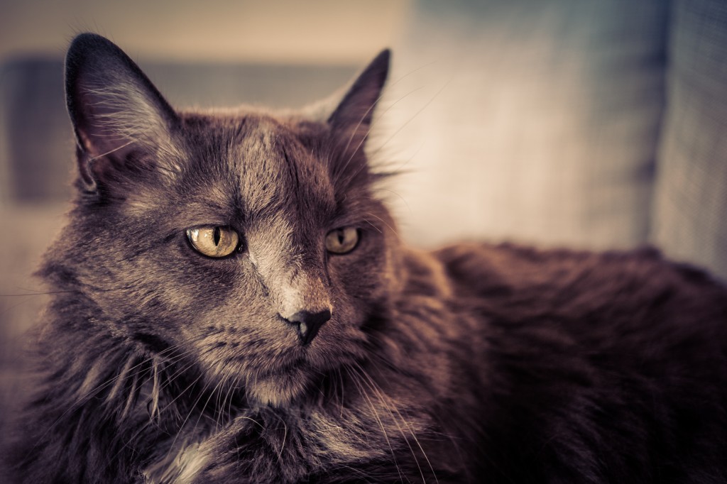 A cross processed photograph of a mature male Maine Coon with a beautiful grey coat and white markings under his chin. 