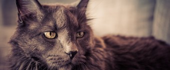 A cross processed photograph of a mature male Maine Coon with a beautiful grey coat and white markings under his chin.