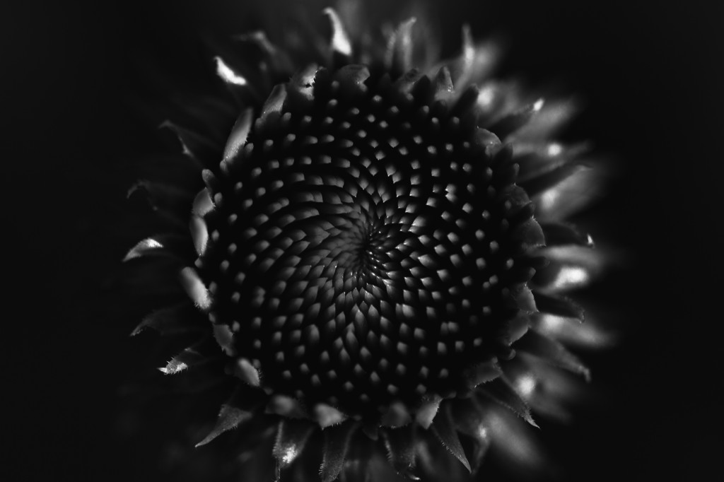 A low key, fine art, black and white macro photograph of echinacea (purple coneflower) before it progresses to bloom. This center focus floral study creates a gravitational web  as the numerous stamen spiral inward. 