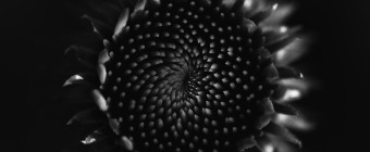 A low key, fine art, black and white macro photograph of echinacea (purple coneflower) before it progresses to bloom. This center focus floral study creates a gravitational web as the numerous stamen spiral inward.