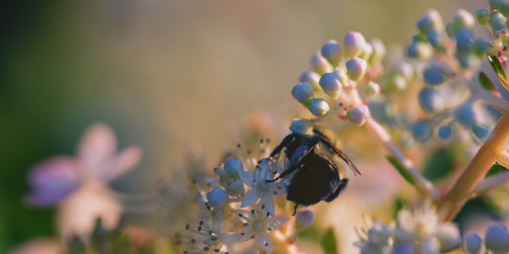 In this macro photograph a carpenter bee is captured from behind as it pollinates a quick fire hydrangea, basking in golden hour light.