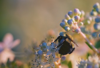In this macro photograph a carpenter bee is captured from behind as it pollinates a quick fire hydrangea, basking in golden hour light.