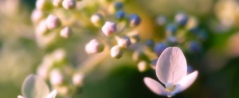 A late afternoon macro photograph of a newly blooming quick fire hydrangea. The fresh tender white buds are just set to pop with a soft focus settling around the two open flowers.