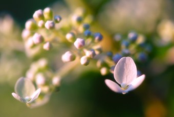 A late afternoon macro photograph of a newly blooming quick fire hydrangea. The fresh tender white buds are just set to pop with a soft focus settling around the two open flowers.