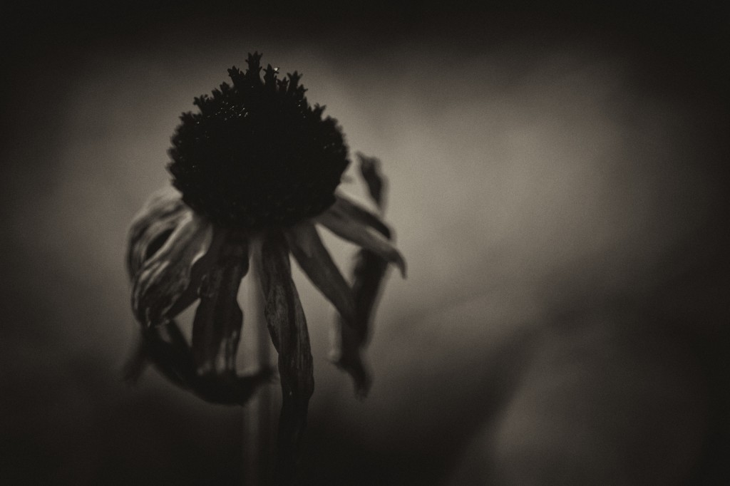 A brooding noir macro photograph of a wilting Black-eyed Susan yellow daisy. Finished with a low key sepia treatment and grain (added noise), the picture takes on ominous tones. 