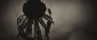 A brooding noir macro photograph of a wilting Black-eyed Susan yellow daisy. Finished with a low key sepia treatment and grain (added noise), the picture takes on ominous tones.