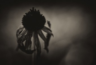 A brooding noir macro photograph of a wilting Black-eyed Susan yellow daisy. Finished with a low key sepia treatment and grain (added noise), the picture takes on ominous tones.