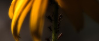 In this low key macro photograph of a Black-eyed Susan (yellow daisy), miniature insects are working in unison under the cover of the illuminated yellow flower petals and rich bokeh fades out the background.