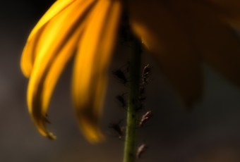 In this low key macro photograph of a Black-eyed Susan (yellow daisy), miniature insects are working in unison under the cover of the illuminated yellow flower petals and rich bokeh fades out the background.