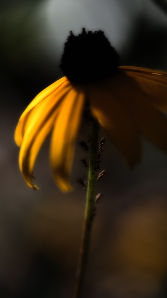 In this low key macro photograph of a Black-eyed Susan (yellow daisy), miniature insects are working in unison under the cover of the illuminated yellow flower petals and rich bokeh fades out the background.