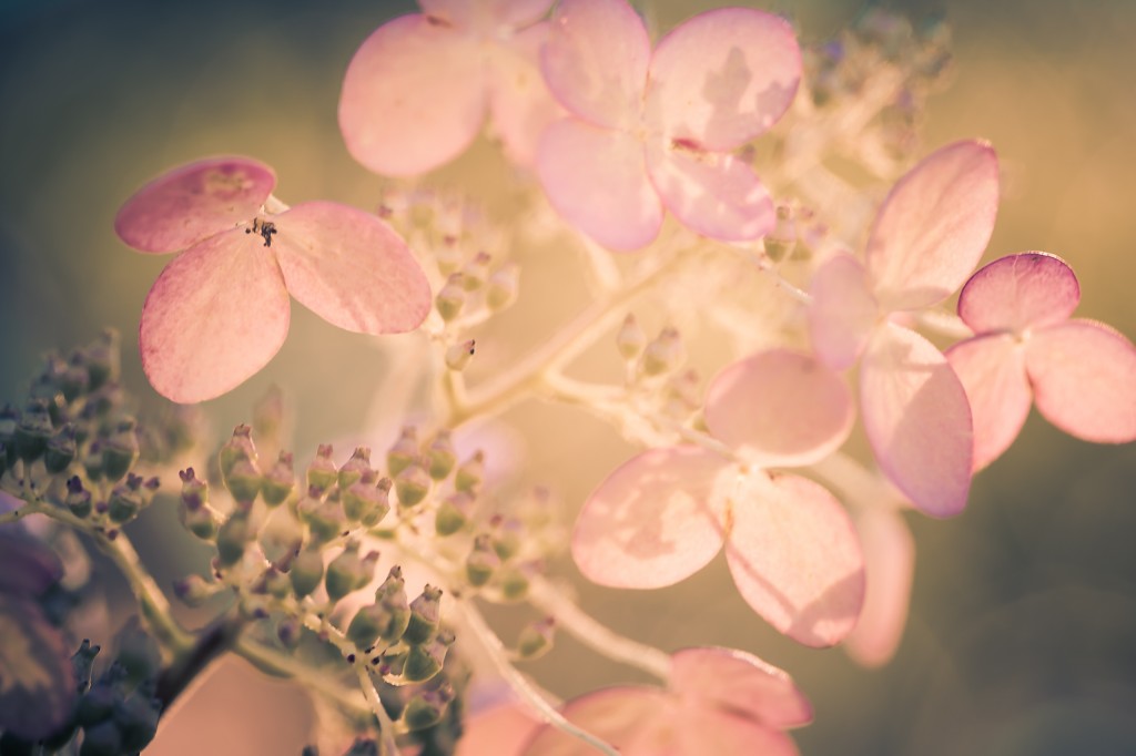 A cross processed macro photograph of a late season quick fire hydrangea, its white petals fading to pinks and purples.