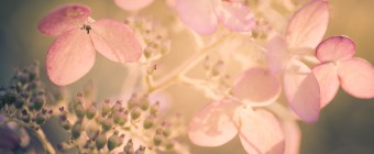 A cross processed macro photograph of a late season quick fire hydrangea, its white petals fading to pinks and purples.