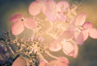 A cross processed macro photograph of a late season quick fire hydrangea, its white petals fading to pinks and purples.