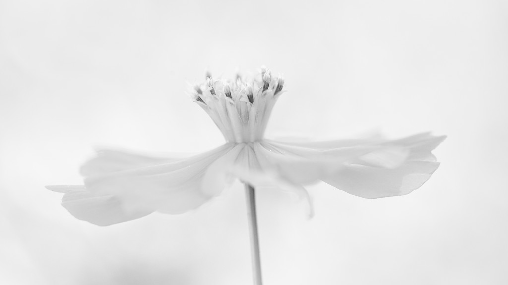 A minimalist high key macro of a Klondyke Sunny Red (cosmos sulphureus) flower that creates the look of a woman spinning a dress.