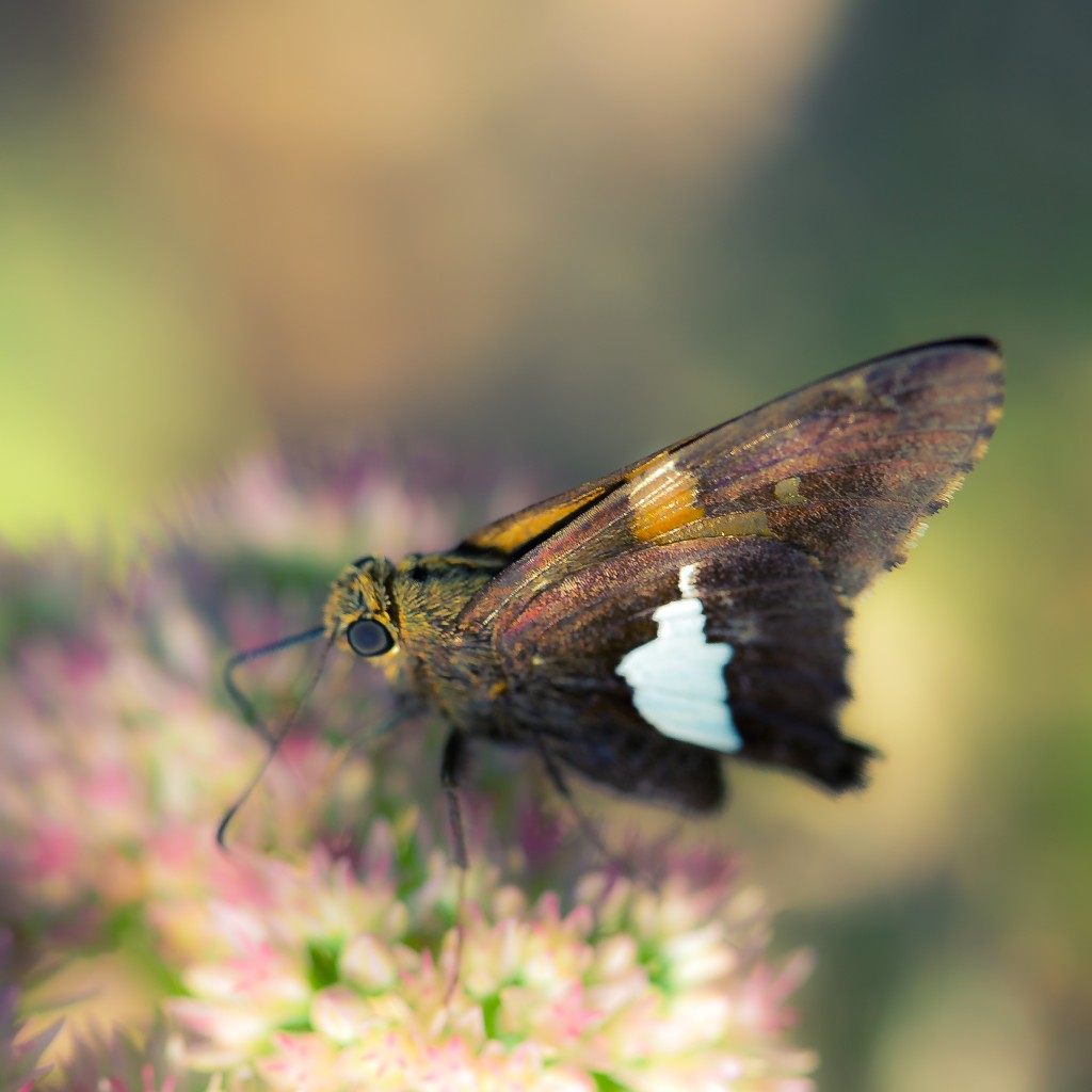A shallow depth of field macro photograph of a Silver-Spotted Skipper dining on sedum nectar. 