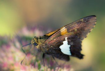 A shallow depth of field macro photograph of a Silver-Spotted Skipper dining on sedum nectar.