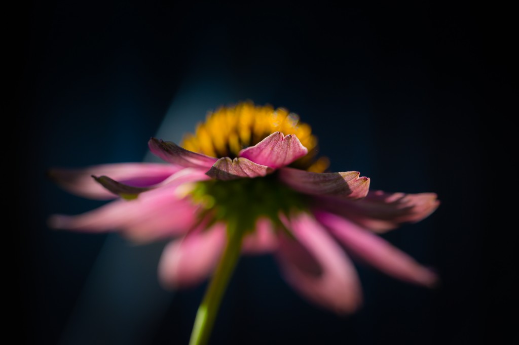 Low key macro photograph of a late season purple coneflower (echinacea). Buttery bokeh and shallow depth of field tell the story here.