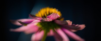 Low key macro photograph of a late season purple coneflower (echinacea). Buttery bokeh and shallow depth of field tell the story here.