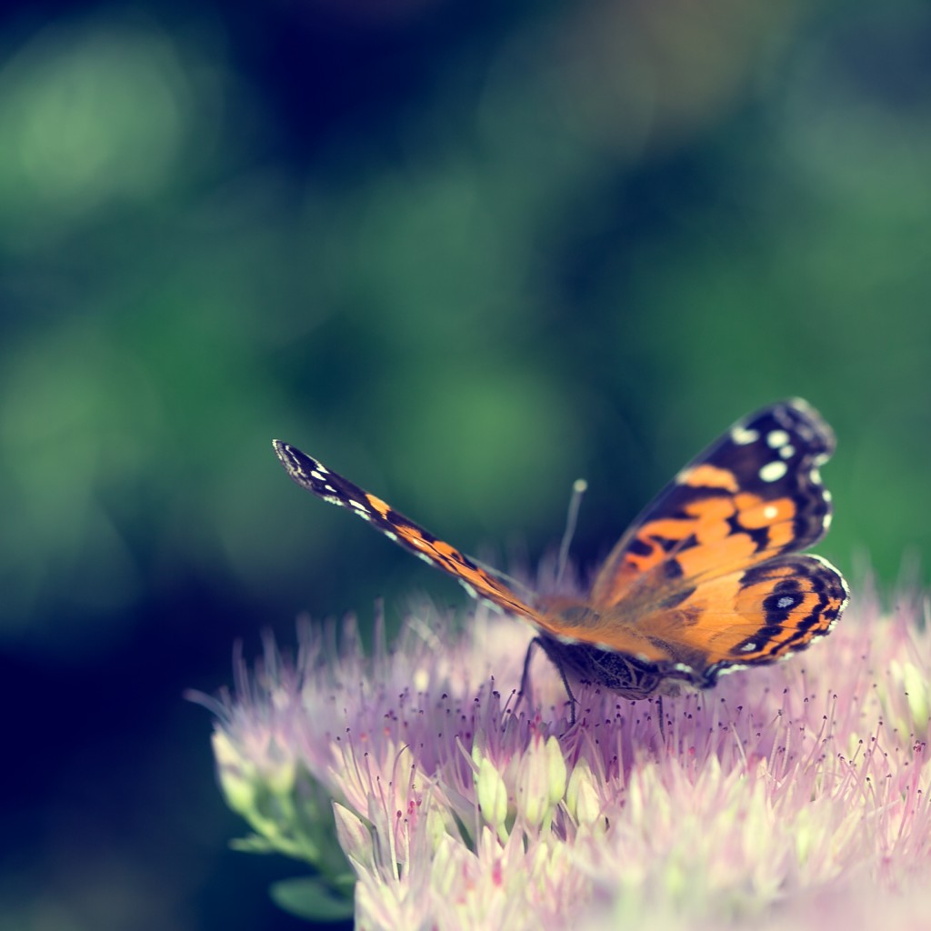 This square format photograph features a cross processed treatment of a painted lady butterfly at three quarters perspective and from the rear. The buttery smooth bokeh and shallow depth of field draws attention to the butterfly as it rests on a freshly bloomed sedum. 