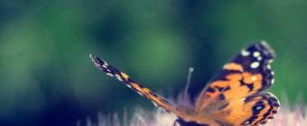 This square format photograph features a cross processed treatment of a common butterfly at three quarters perspective and from the rear. The buttery smooth bokeh and shallow depth of field draws attention to the butterfly as it rests on a freshly bloomed sedum.