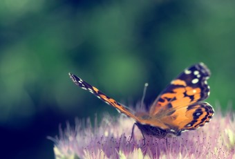 This square format photograph features a cross processed treatment of a common butterfly at three quarters perspective and from the rear. The buttery smooth bokeh and shallow depth of field draws attention to the butterfly as it rests on a freshly bloomed sedum.