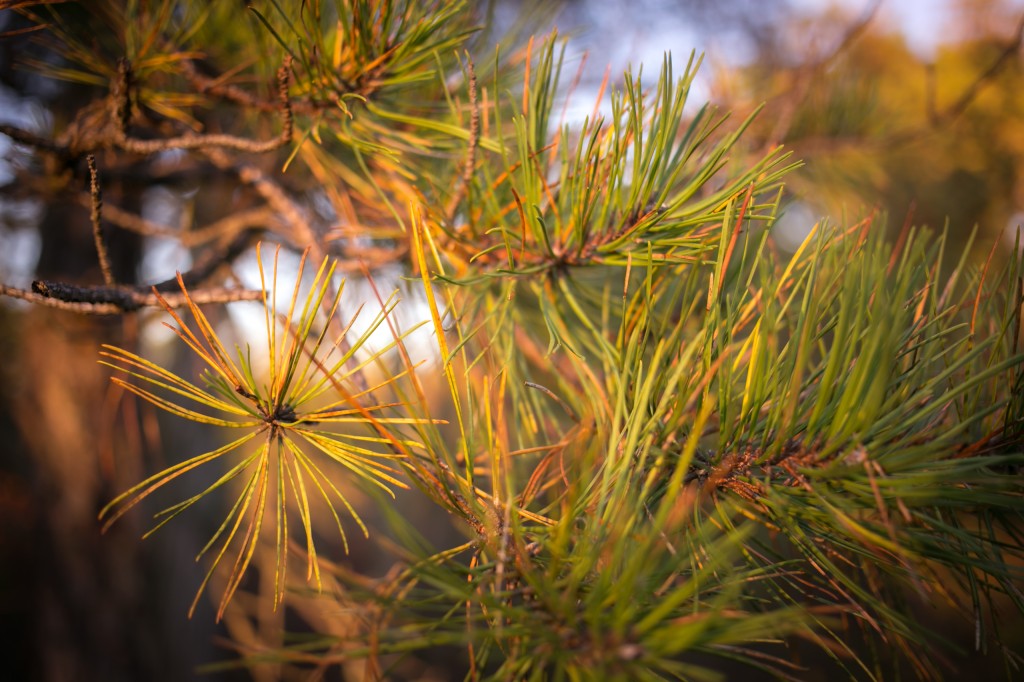 This golden hour photograph features a pine tree branch and its needles in a closeup arrangement with a shallow depth of field illuminated by rich morning light.