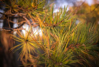 This golden hour photograph features a pine tree branch and its needles in a closeup arrangement with a shallow depth of field illuminated by rich morning light.