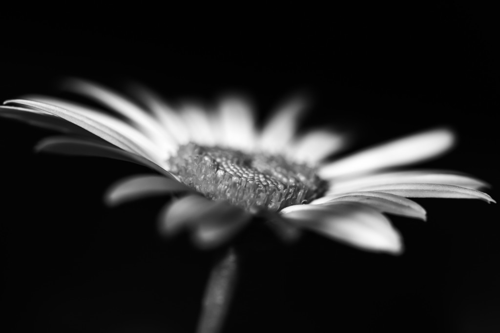 A low key black and white macro photograph of a late season daisy in Autumn.